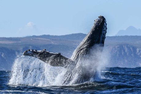Close Encounter Whale Watching