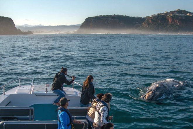 Ocean Odyssey Knysna