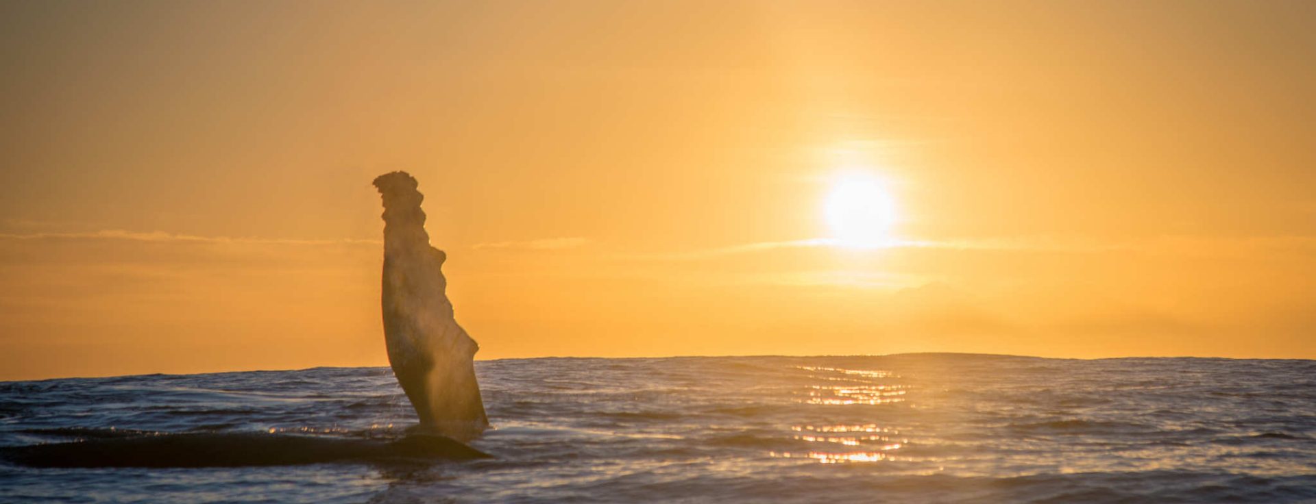Ocean Odyssey Tours & Activities