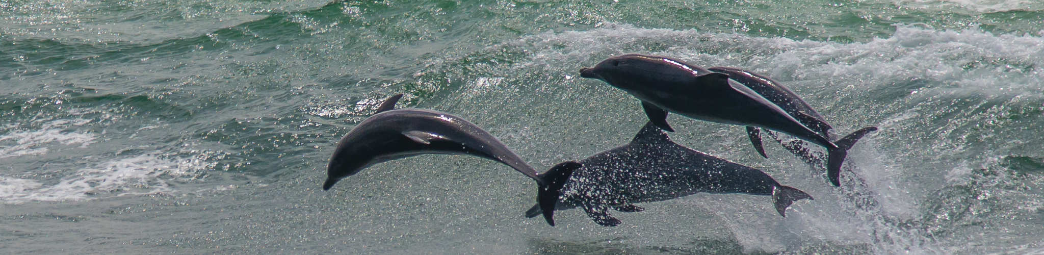 Indo-Pacific Bottlenose Dolphin