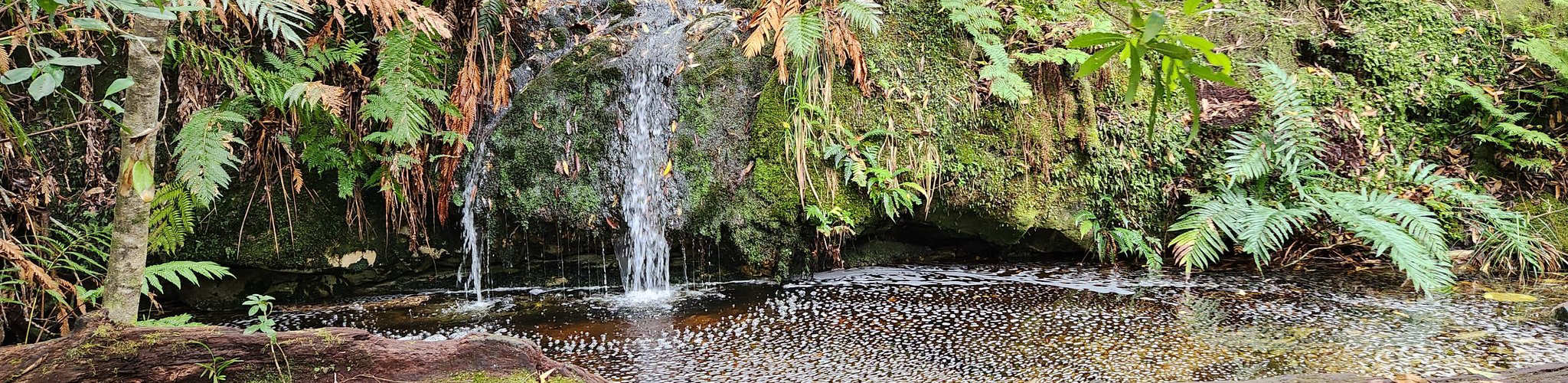 Knysna Forest