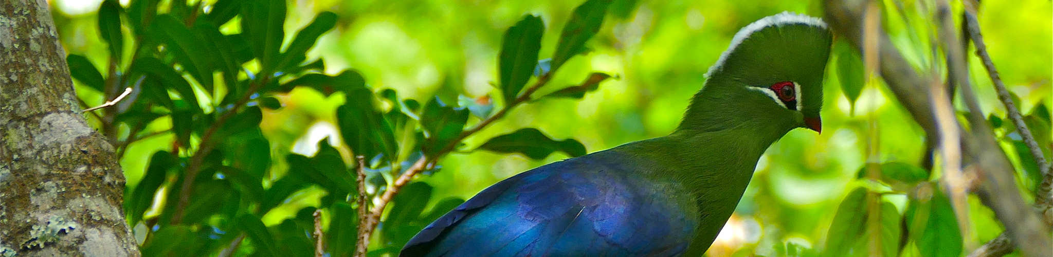 Knysna Loerie