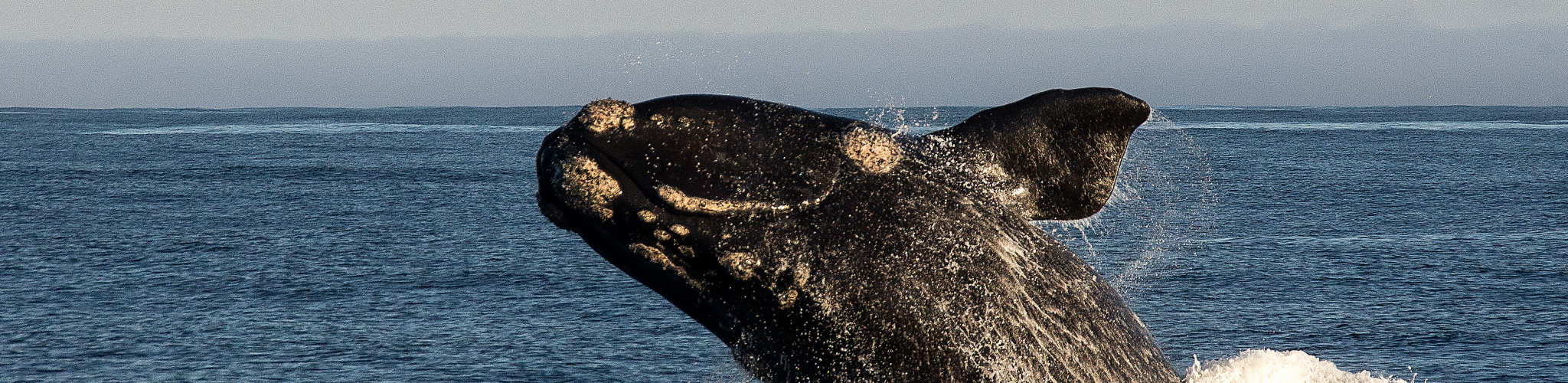 Southern Right Whale