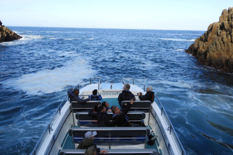 Close Encounter Whale Watching